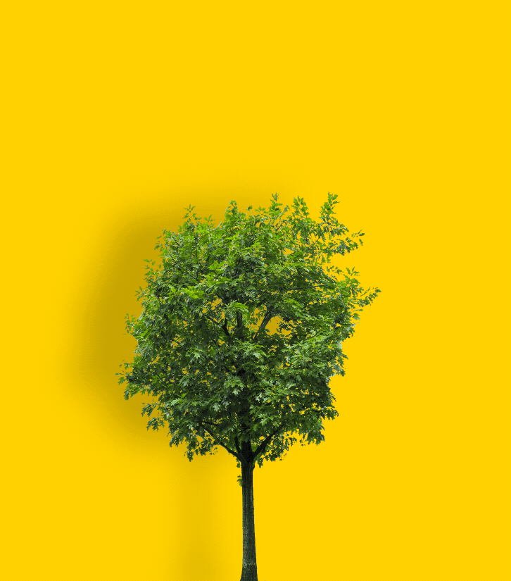 Animated tree growing