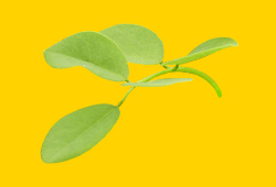A sprig of green tree leaves on a bright yellow background